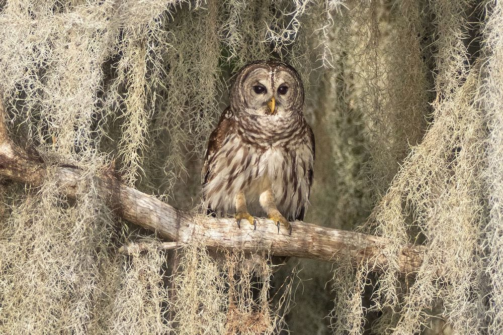 Barred owl perched on a branch surrounded by hanging Spanish moss.