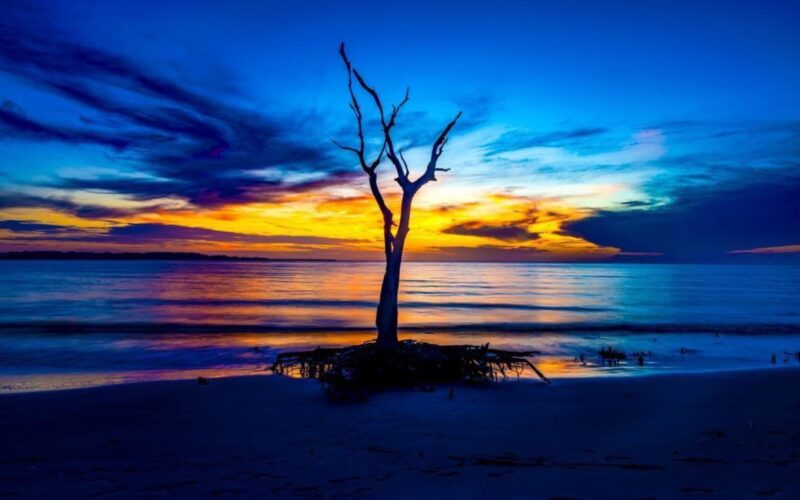 A bare tree silhouetted against blue clouds and an orange horizon at Boneyard Beach, Florida