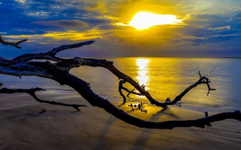 Dark driftwood branches framing golden sunlight reflected on the ocean at Boneyard Beach