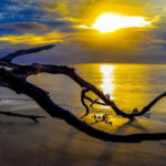 Golden sunlight over the ocean behind sculptural driftwood at Boneyard Beach, Florida