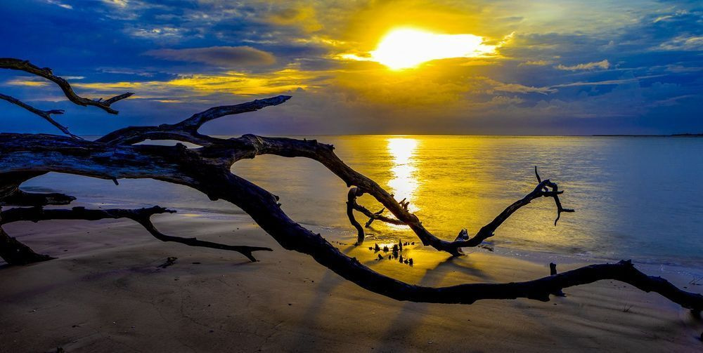 Sweeping driftwood branches against sunlit ocean and a clouded sky