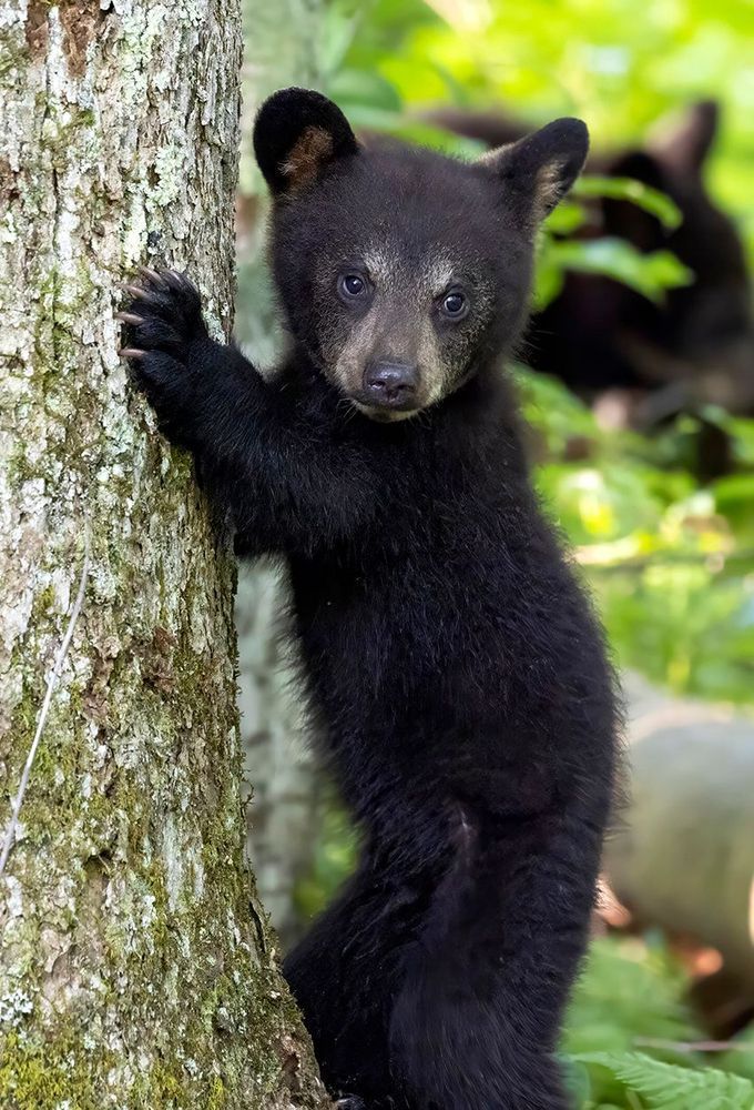 Black bear cub gripping a tree trunk and looking toward the camera.