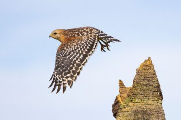 Top 10 Wildlife Photographers You Need to Know for 2026