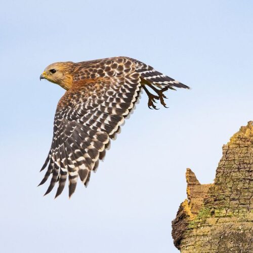 Top 10 Wildlife Photographers You Need to Know for 2026