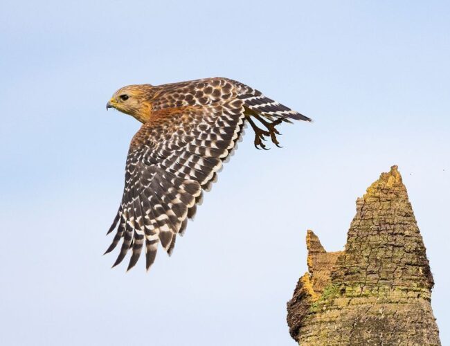 Top 10 Wildlife Photographers You Need to Know for 2026