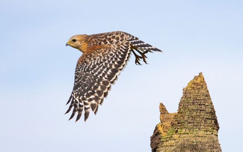 Red-shouldered hawk taking flight from a broken tree trunk against a pale blue sky.