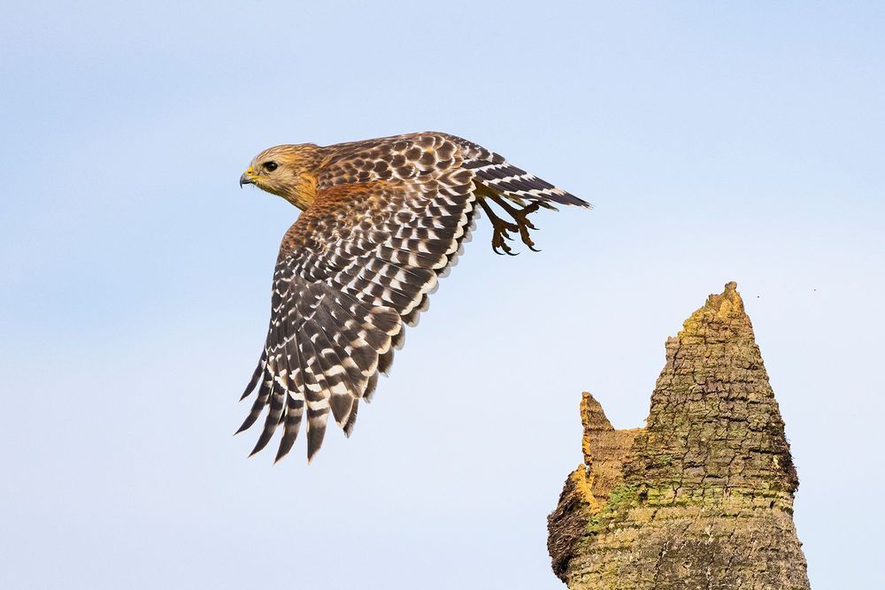 Red-shouldered hawk taking flight from a broken tree trunk against a pale blue sky.