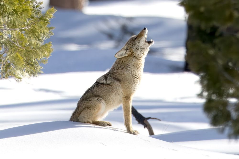 Coyote sitting in snow with its muzzle raised in a howl between evergreen trees.