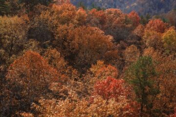 Chasing Autumn: A Photographer’s Guide to Fall Color in 2026