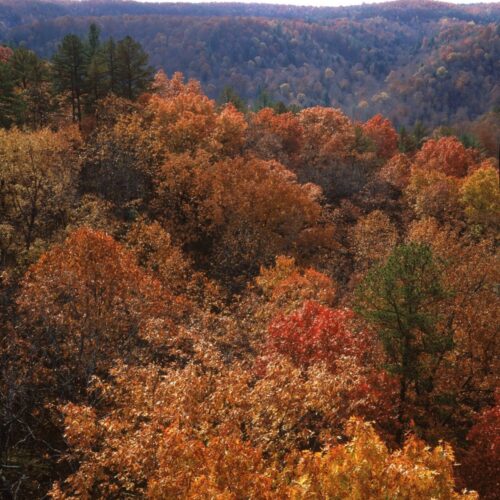 Chasing Autumn: A Photographer’s Guide to Fall Color in 2026