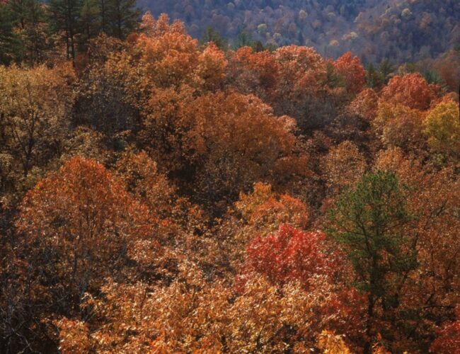 Chasing Autumn: A Photographer’s Guide to Fall Color in 2026
