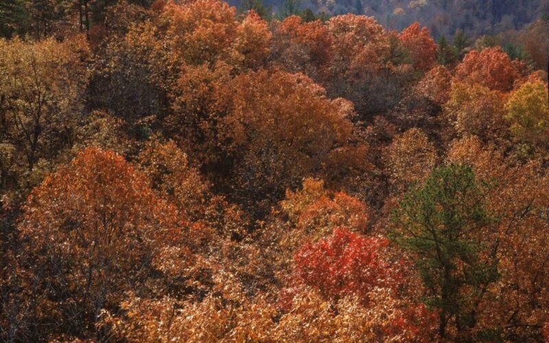 Orange and gold autumn foliage across forested hills at Middle Creek Overlook in Big South Fork