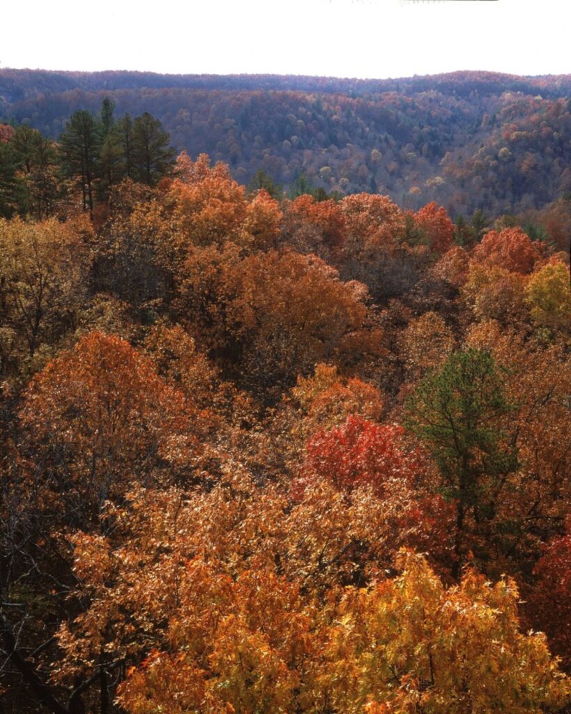 Orange and gold autumn foliage across forested hills at Middle Creek Overlook in Big South Fork