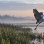 Great blue heron taking flight over a misty marsh as a distant photographer works quietly from the reeds.
