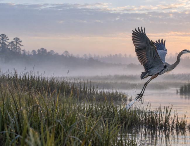 Top 10 Wildlife Photographers Turning Animal Encounters Into Fine Art