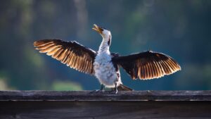 Little pied cormorant spreading its backlit wings on a wooden rail against a soft blue-green background.