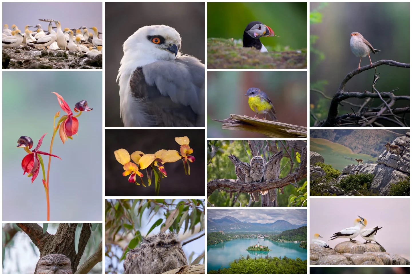 Photography portfolio grid featuring birds, orchids, wildlife and a lake landscape.