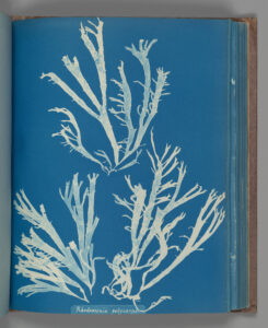 Pale branching algae specimen against the blue ground of Anna Atkins's Rhodomenia Polycarpa cyanotype.