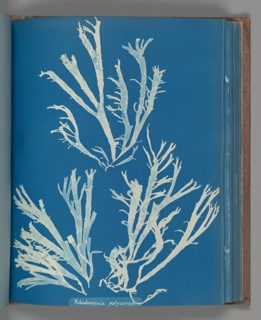Pale branching algae specimen against the blue ground of Anna Atkins's Rhodomenia Polycarpa cyanotype.