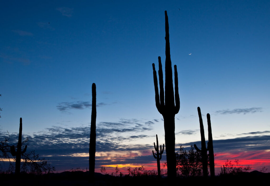 Silhouetted saguaro cacti against a deep blue and crimson twilight sky with thin clouds and a crescent moon.